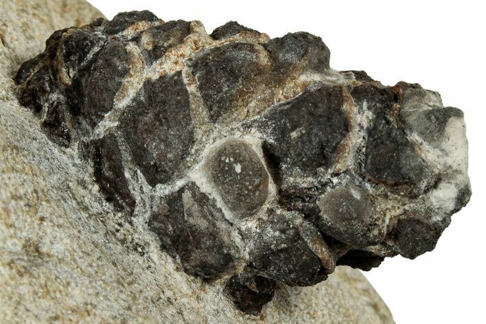 D Oligocene Aged Fossil Pine Cone - Germany #301349